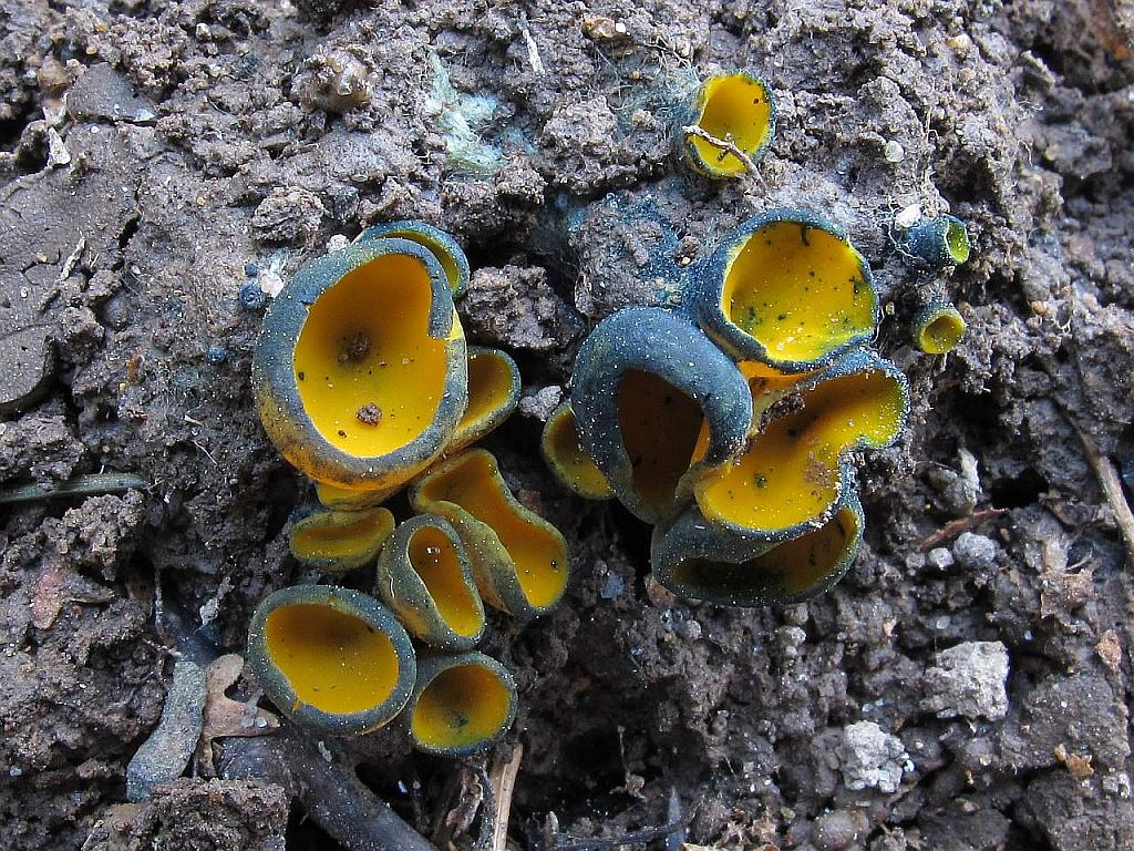 Caloscypha fulgens