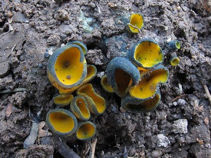 Caloscypha fulgens