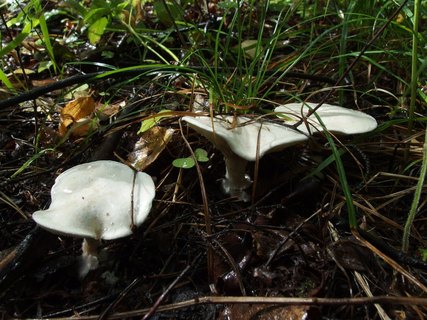 Clitopilus prunulus