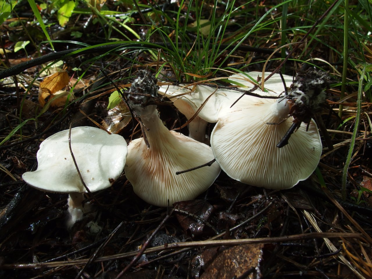 Clitopilus prunulus