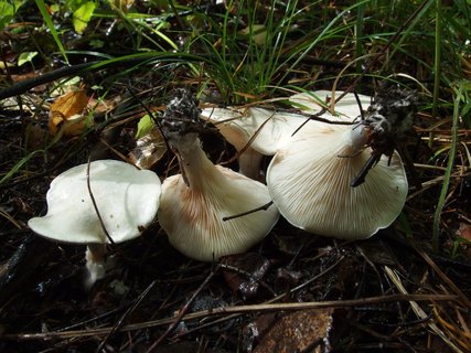 Clitopilus prunulus