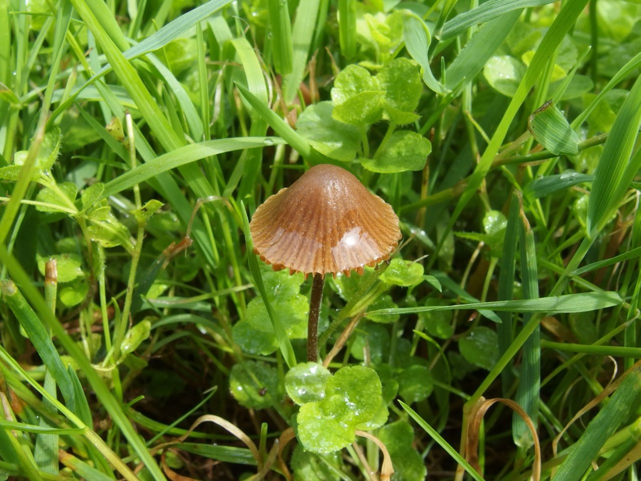 Conocybe tenera
