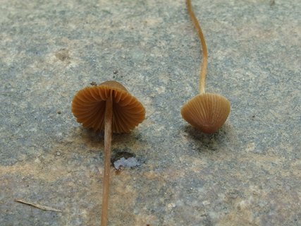 Conocybe tenera