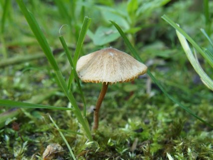 Conocybe tenera