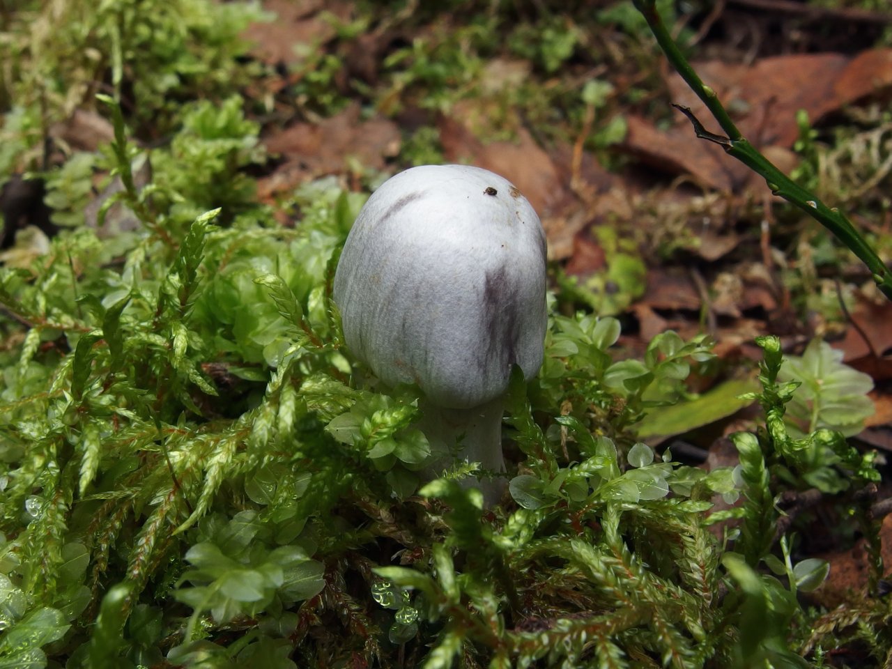 Cortinarius alboviolaceus