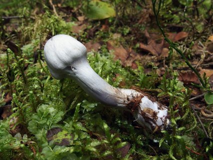 Cortinarius alboviolaceus