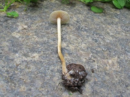 Agrocybe arvalis