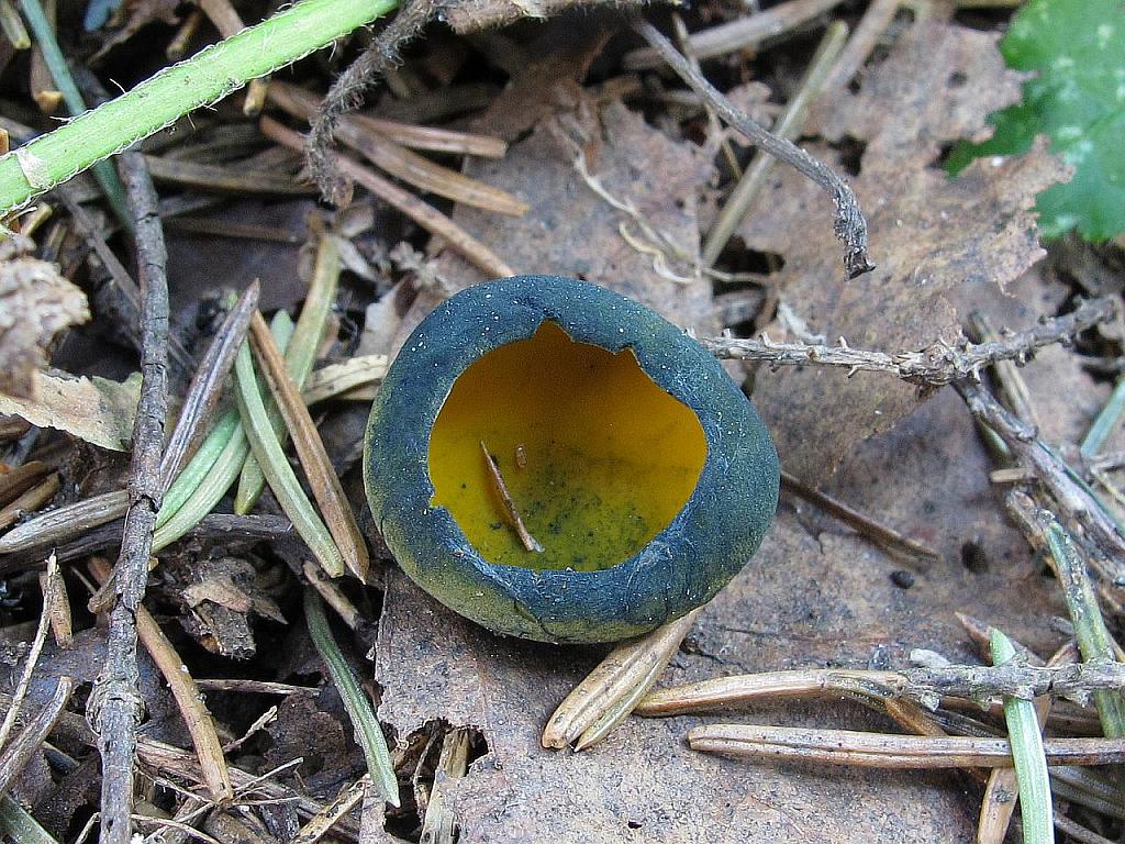 Caloscypha fulgens
