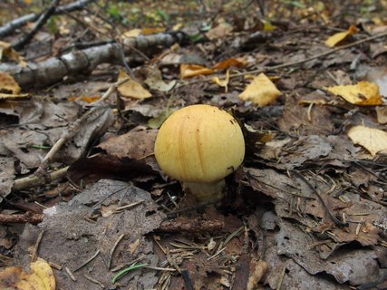 Cortinarius triumphans