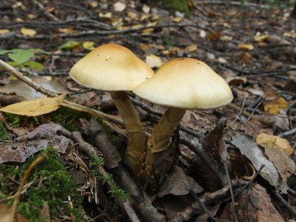Cortinarius triumphans