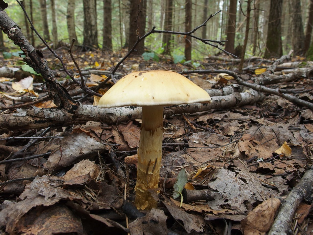 Cortinarius triumphans