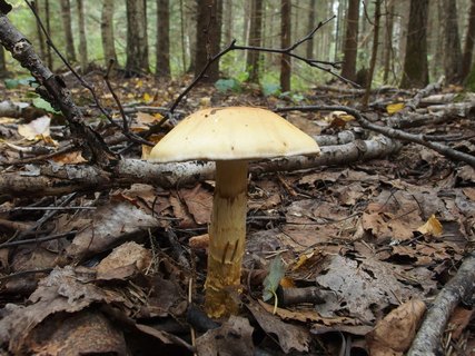 Cortinarius triumphans