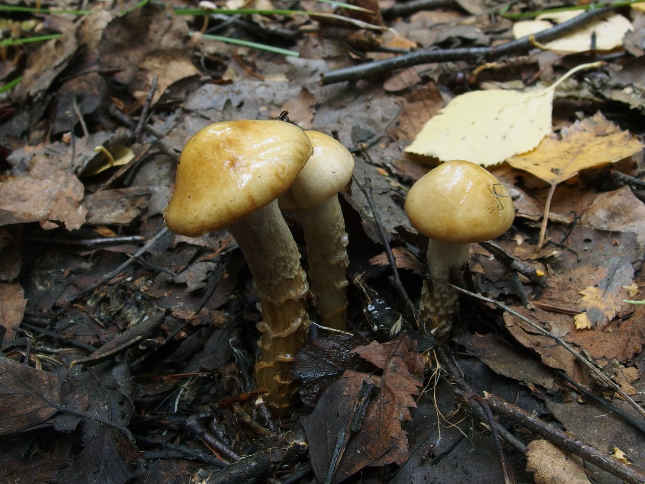 Cortinarius trivialis