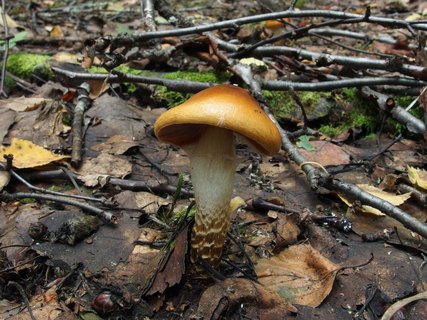 Cortinarius trivialis
