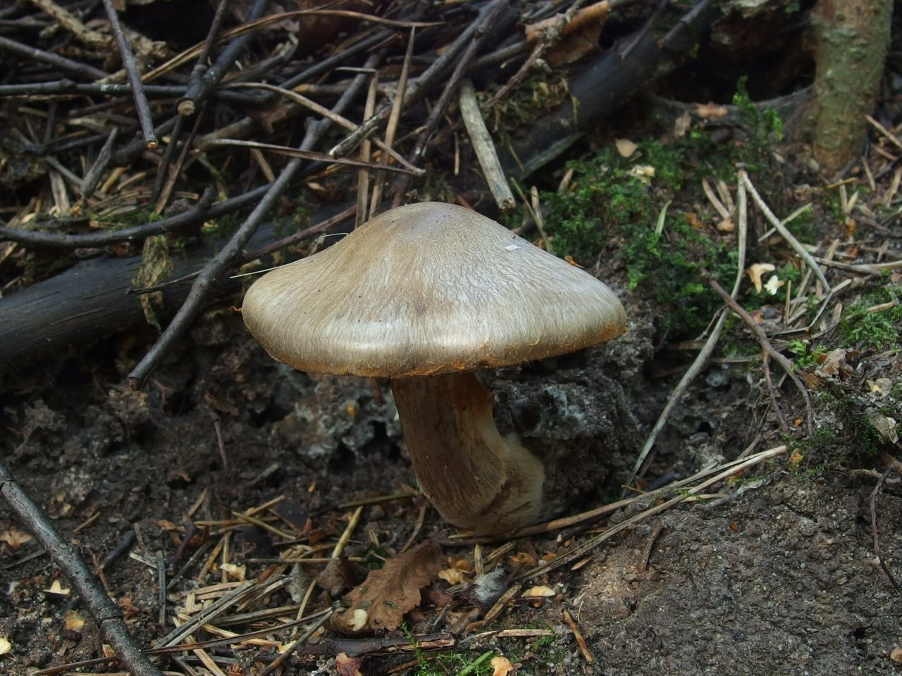 Cortinarius infractus