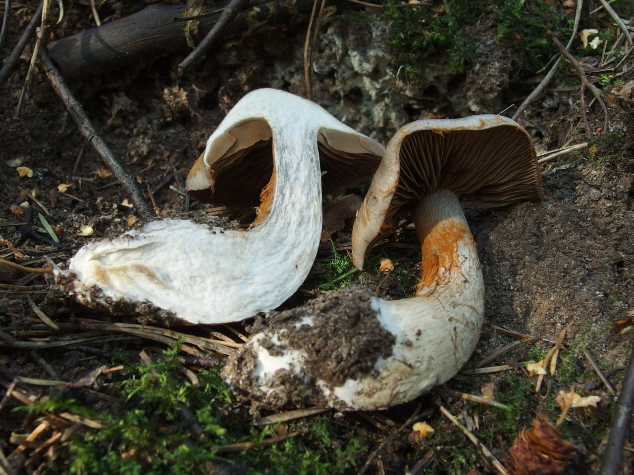 Cortinarius infractus