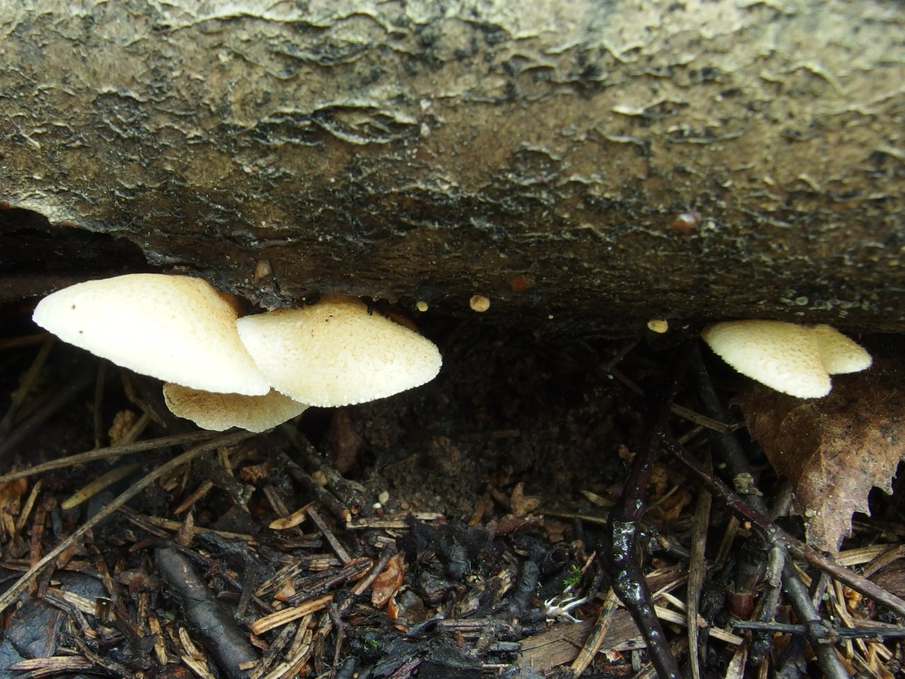 Crepidotus mollis
