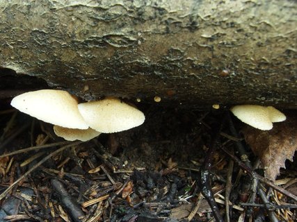 Crepidotus mollis