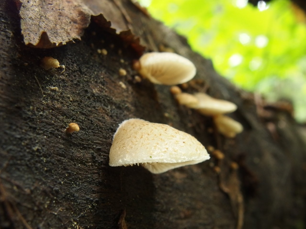 Crepidotus mollis