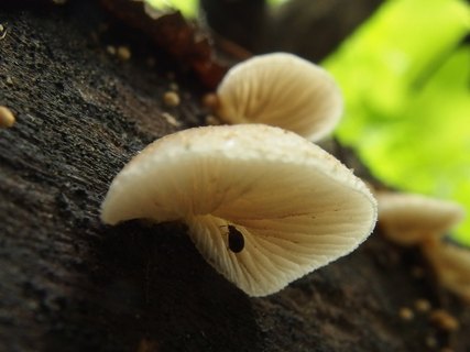 Crepidotus mollis