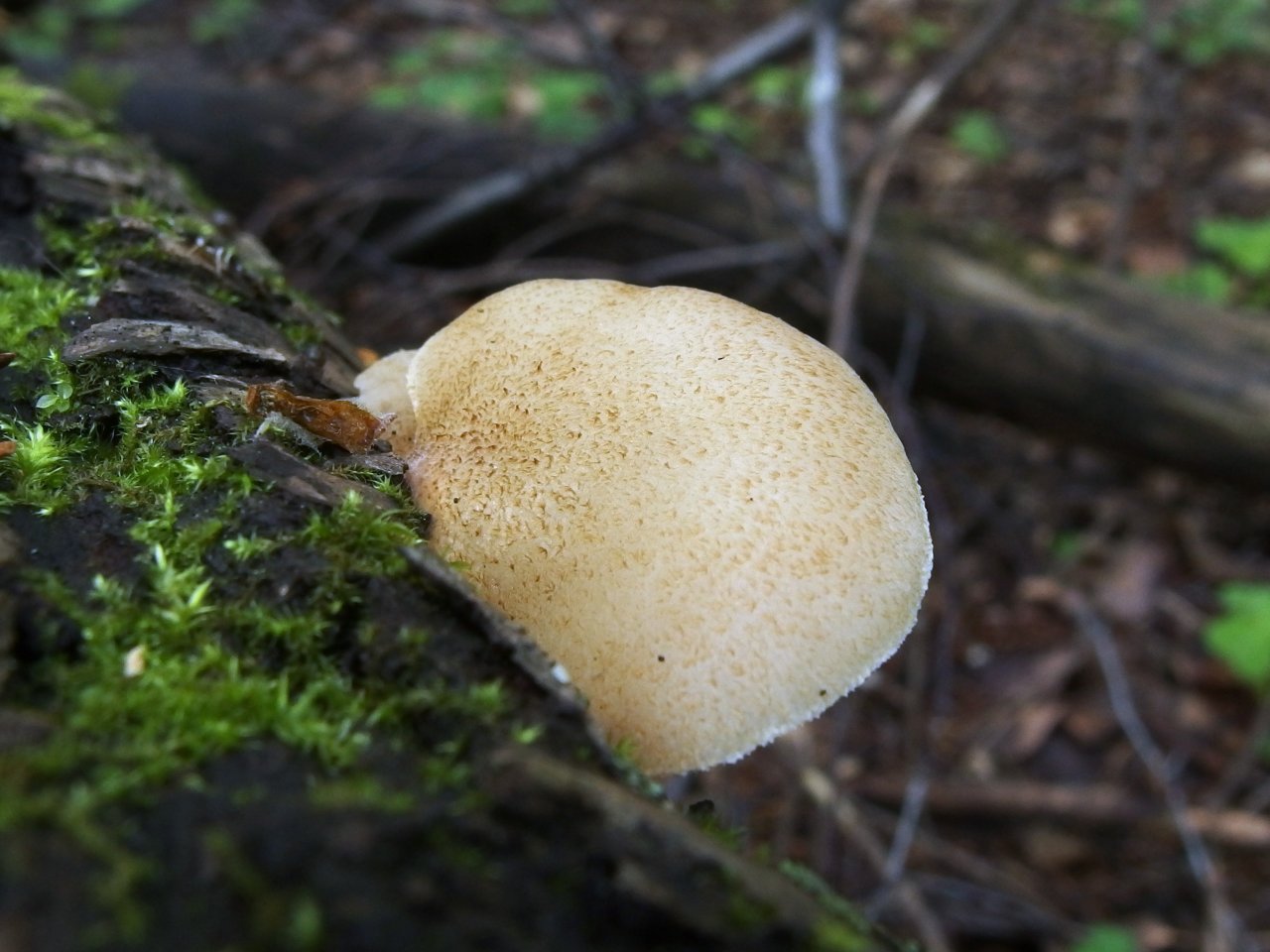 Crepidotus mollis