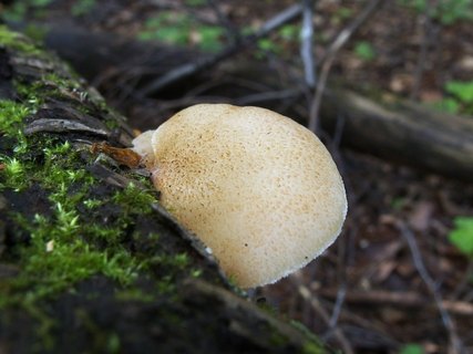 Crepidotus mollis