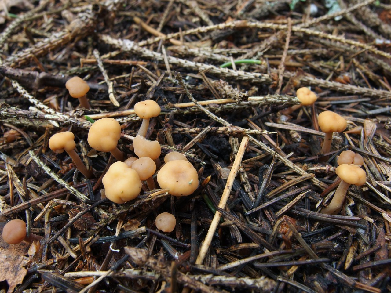 Cudonia circinans