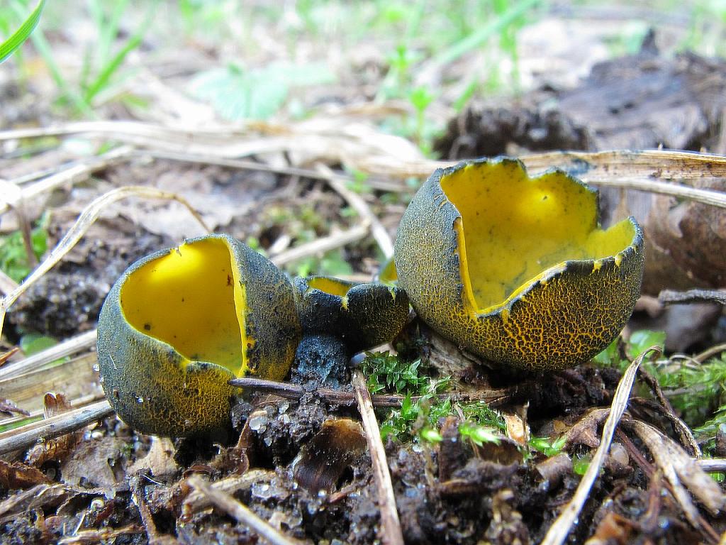 Caloscypha fulgens