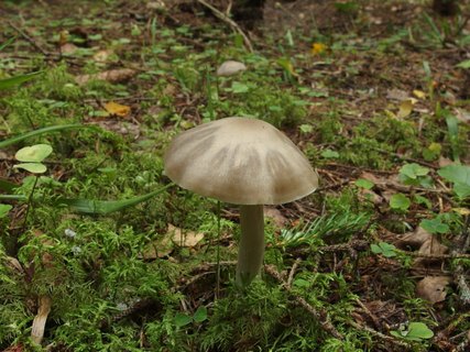 Entoloma sericatum