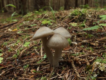 Entoloma sericatum