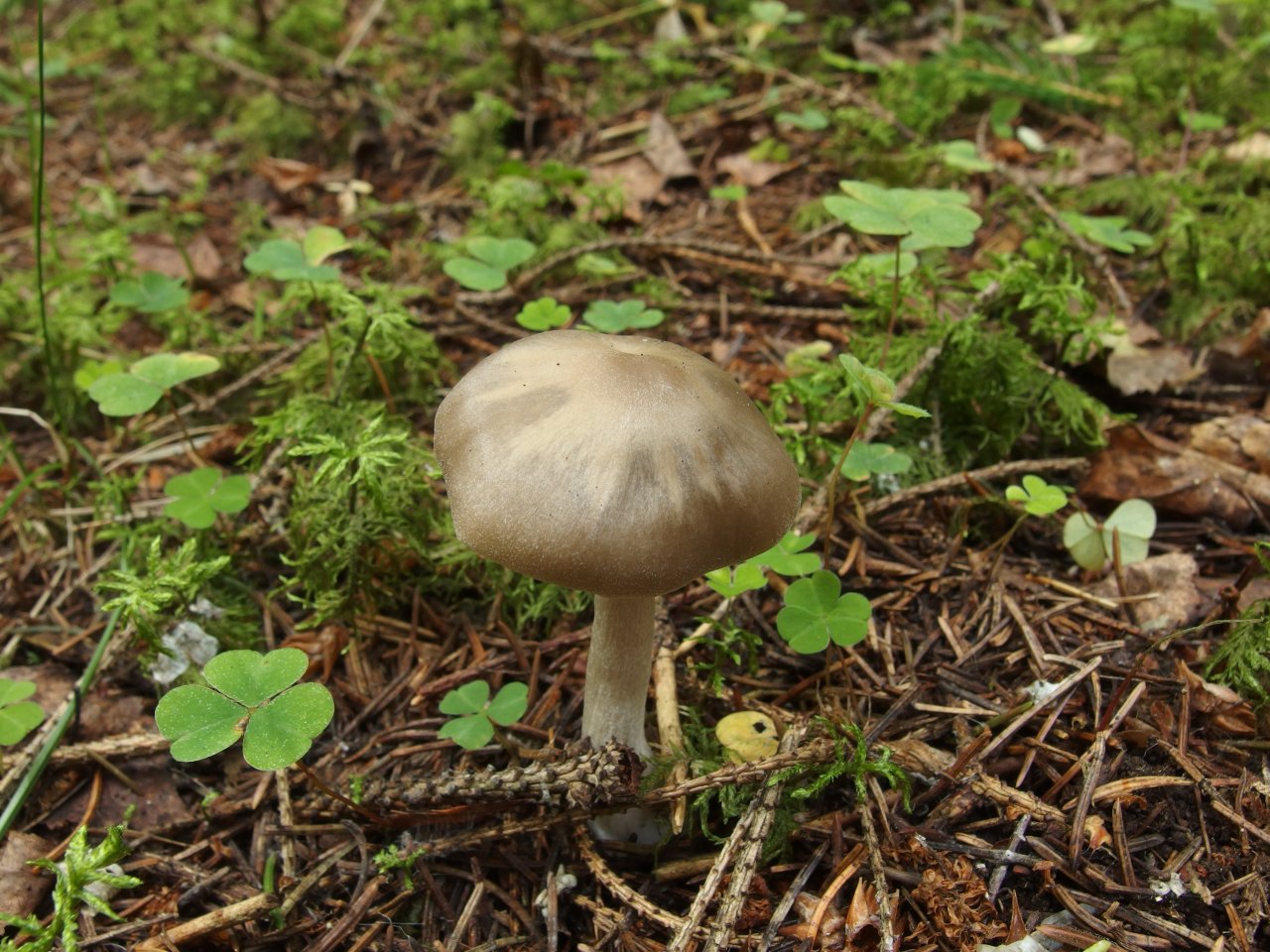 Entoloma sericatum