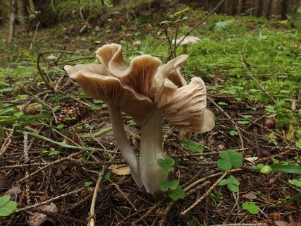 Entoloma sericatum
