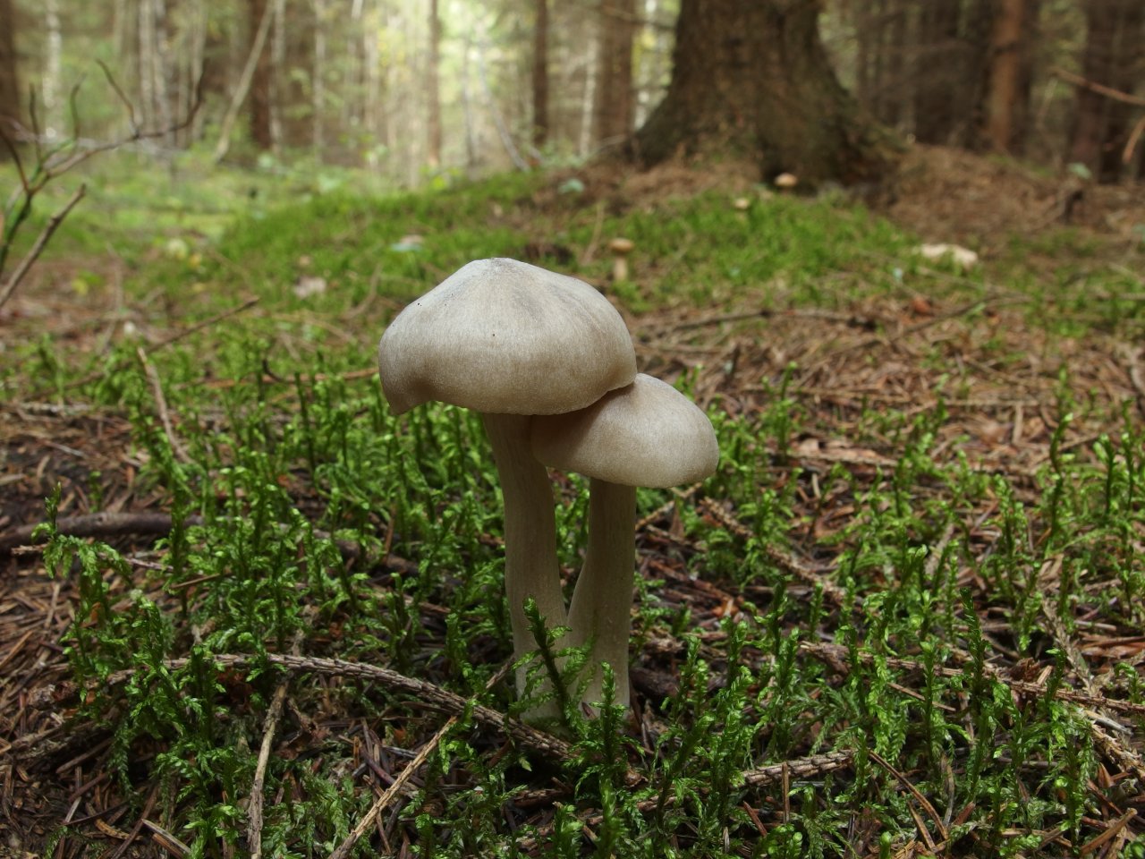 Entoloma sericatum