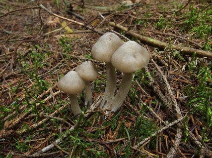 Entoloma sericatum