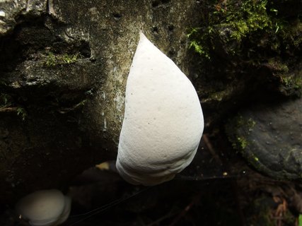 Fomes fomentarius