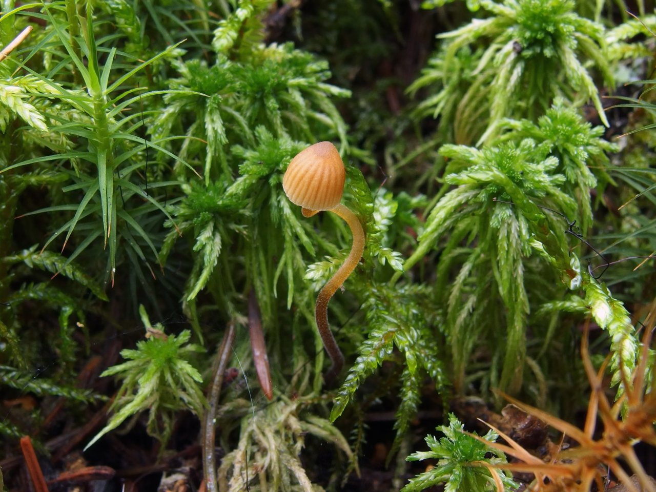 Galerina sphagnorum