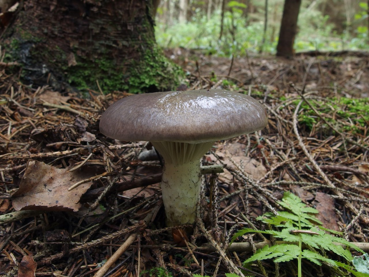 Gomphidius glutinosus