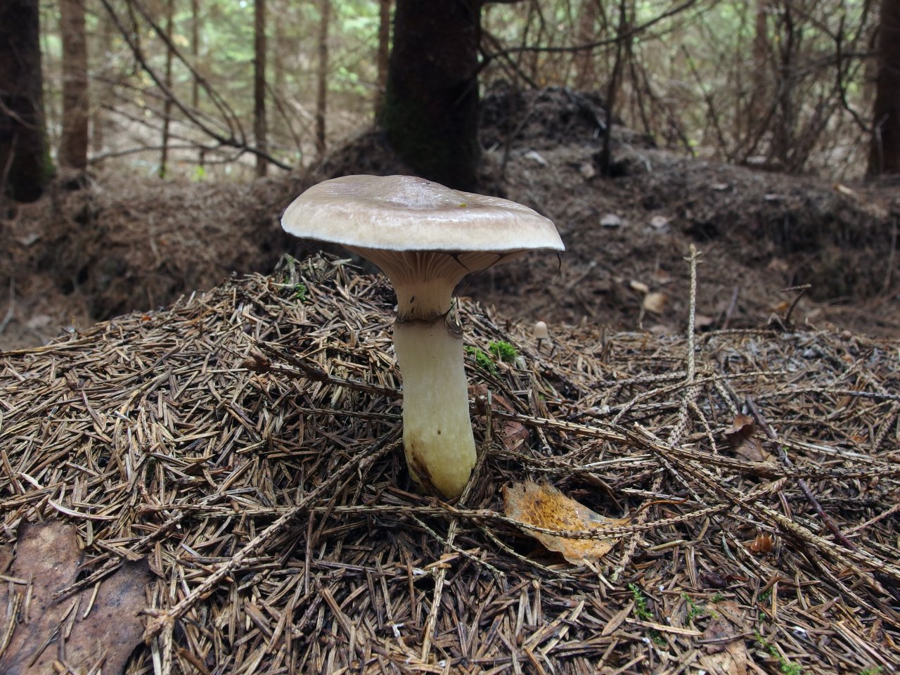 Gomphidius glutinosus