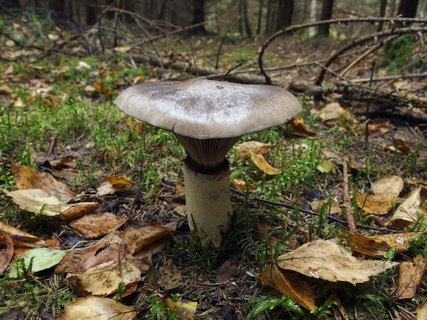 Gomphidius glutinosus