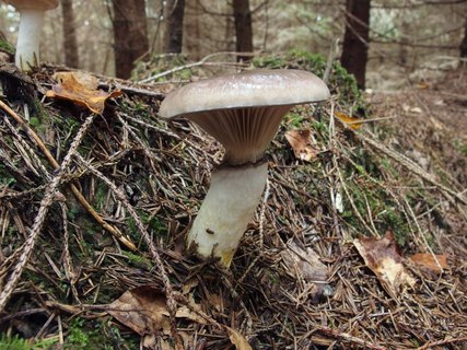 Gomphidius glutinosus