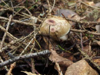 Gymnopus androsaceus