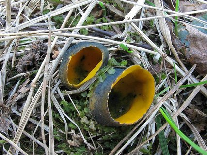 Caloscypha fulgens