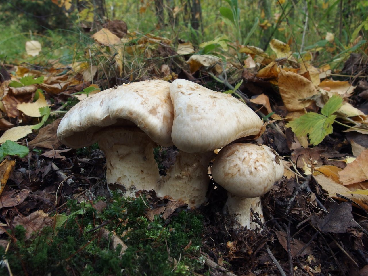 Hebeloma radicosum