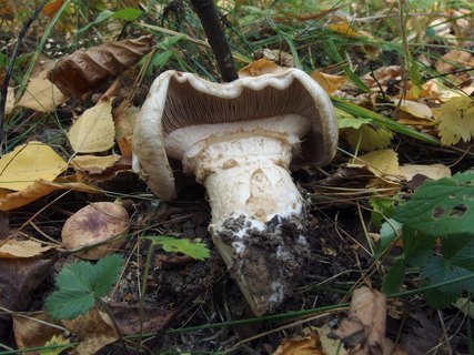 Hebeloma radicosum