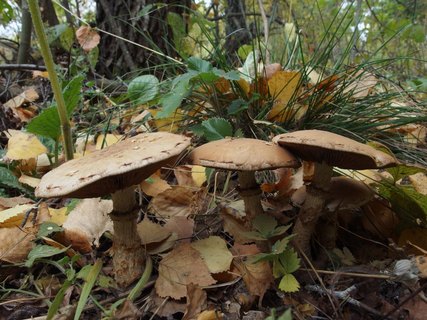 Hebeloma radicosum