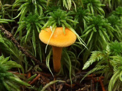Hygrophoropsis aurantiaca