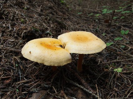Hygrophoropsis aurantiaca