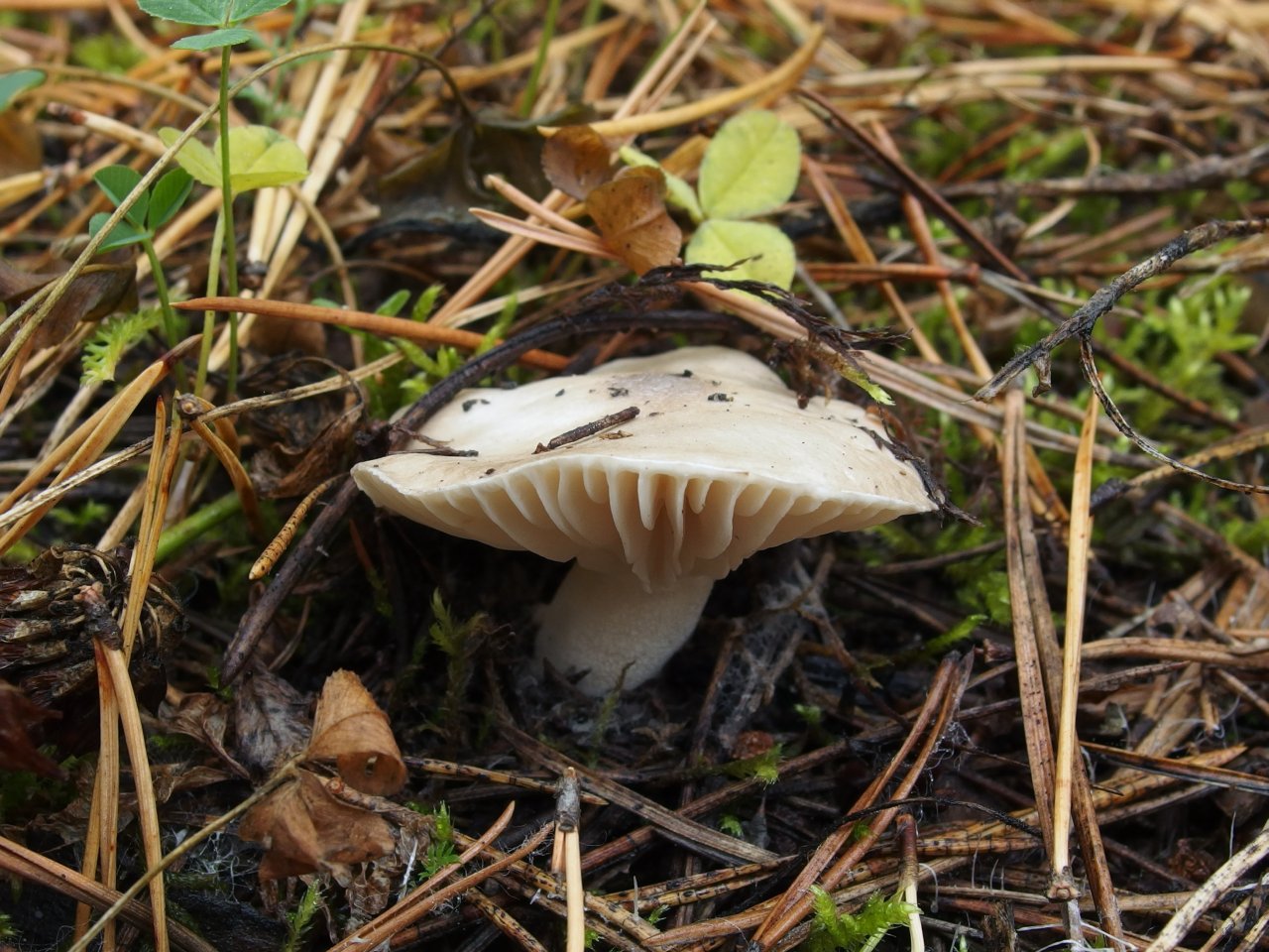 Hygrophorus agathosmus