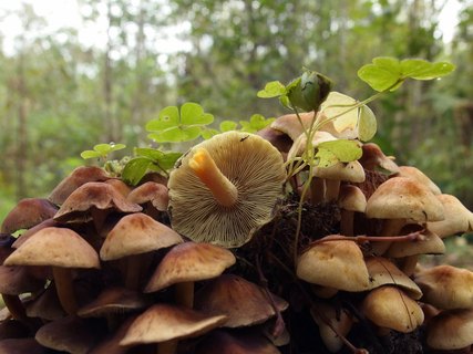 Hypholoma fasciculare