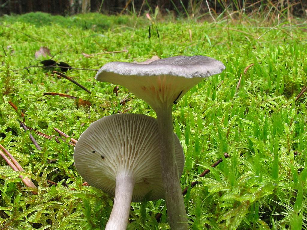 Cantharellula umbonata